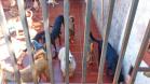 Polícia Penal do Paraná doa camas e roupas pet confeccionadas por apenados a abrigo de animais em Cascavel