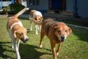 Cães de rua do Complexo Penitenciário de Piraquara recebem atendimento e participarão de feira de adoção na Universidade Positivo, em Curitiba