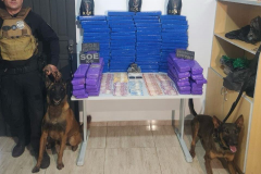 Polícia Penal apoia BPRone com cão K9 em operação que apreendeu mais de 100 kg de maconha